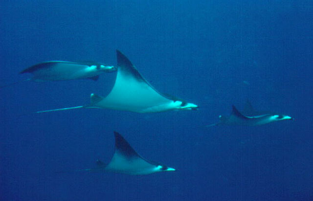 Mobula thurstoni